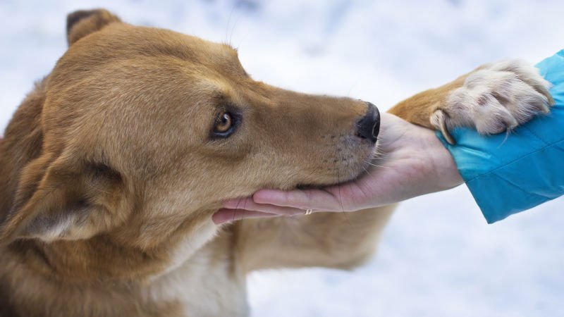 Scheidung,Trennung,Hund,Haustier,Umgangsrecht