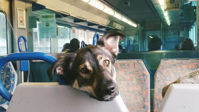 Hund,Zug,ÖPNV,S-Bahn,U-Bahn