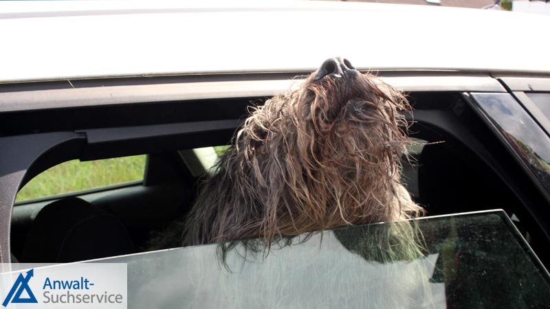 Keine Hunde im Auto zurücklassen: Baden-Württemberg.de