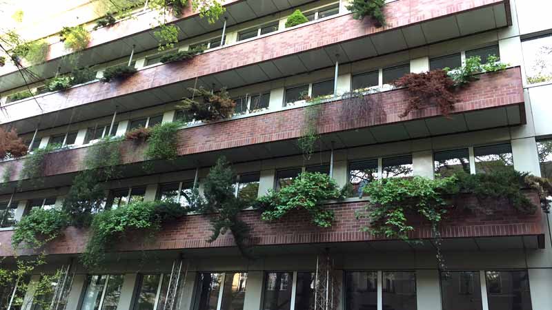 Balkonbepflanzung,Ahornbaum,Balkon,Mieter