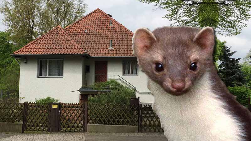Einfamilienhaus,Marder,Sachmangel,Offenbarungspflicht
