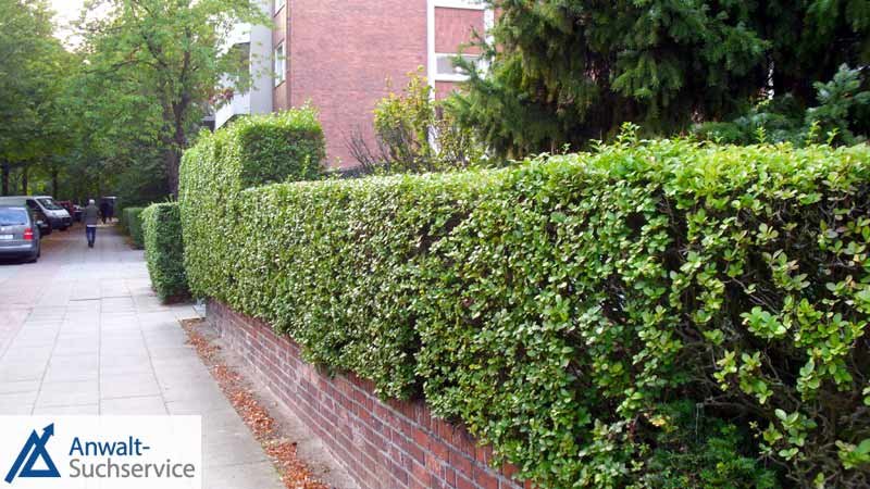 Hecke,Gehweg,frisch,geschnitten