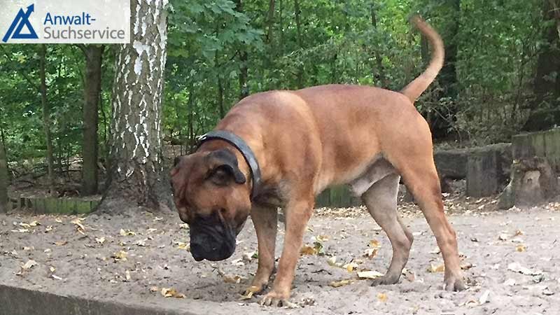 Kampfhund,Bullmastiff