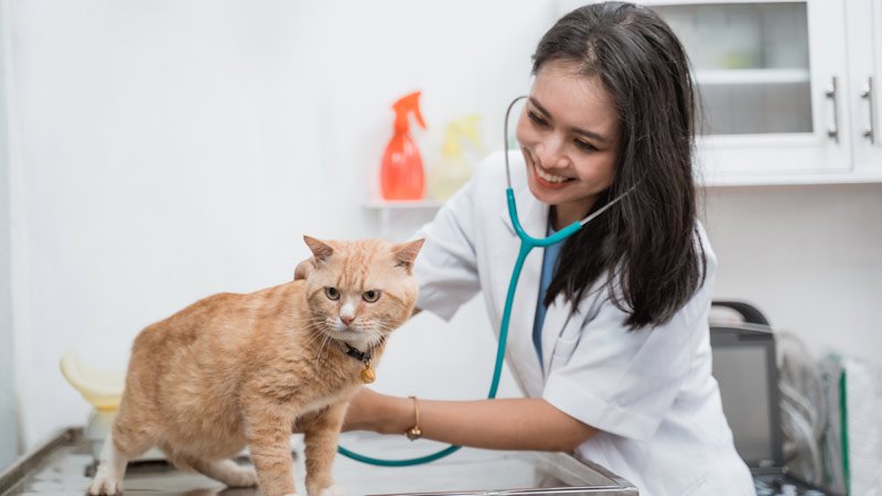 Katze,Tierarzt,Untersuchung