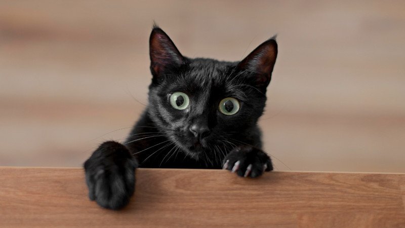 Katze,schwarz