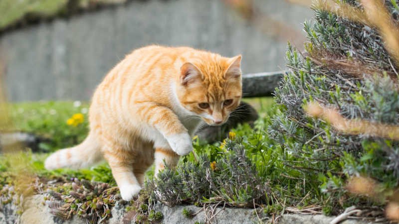 Nachbarn,Haustiere,Katzen,Hunde,St&ouml;rung