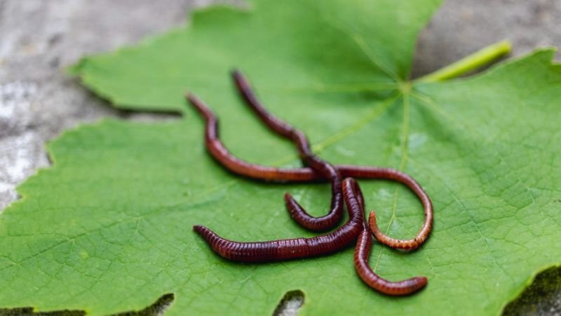 Regenwürmer auf Blatt