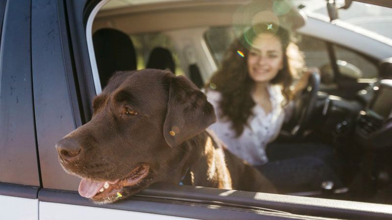 Hunde und Hitze: Darf ich Tiere im Auto lassen? 