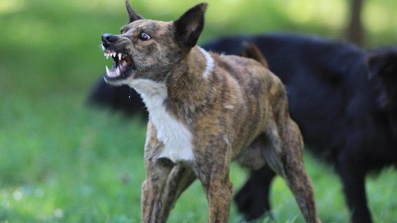 Hund,Biss,Pferd,Schadensersatz,Schmerzensgeld