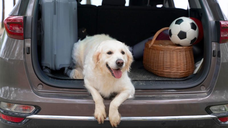 Hund,Tier,Urlaub,Auto,Reise,Tierpension
